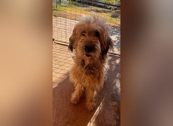 Balu, freundlicher großer Teddybär geb.17.01.2020