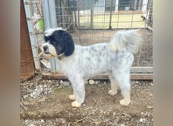 Lakis, ein echter Grieche, sucht sein Zuhause