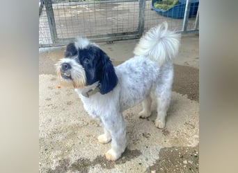 Lakis, ein echter Grieche, sucht sein Zuhause