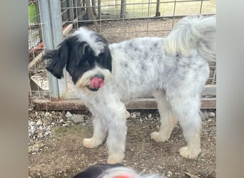 Lakis, ein echter Grieche, sucht sein Zuhause