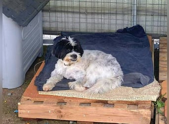 Lakis, ein echter Grieche, sucht sein Zuhause