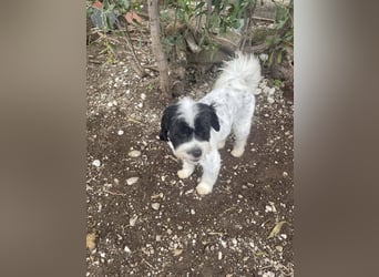 Lakis, ein echter Grieche, sucht sein Zuhause