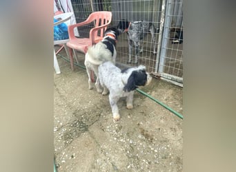 Lakis, ein echter Grieche, sucht sein Zuhause