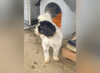 Lakis, ein echter Grieche, sucht sein Zuhause