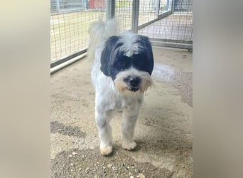 Lakis, ein echter Grieche, sucht sein Zuhause