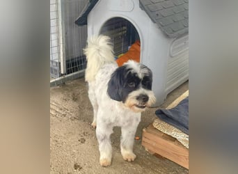 Lakis, ein echter Grieche, sucht sein Zuhause