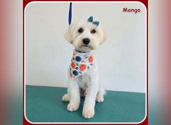 Mango: anhänglicher, kleiner Sonnenschein!