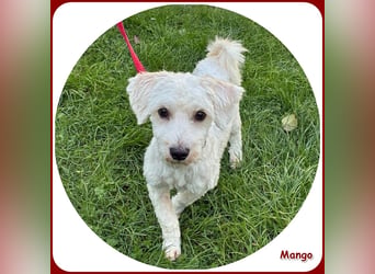 Mango: anhänglicher, kleiner Sonnenschein!