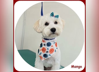 Mango: anhänglicher, kleiner Sonnenschein!