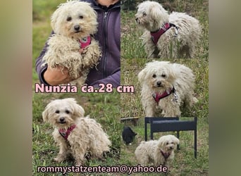 Nunzia ist smart und sehr clever