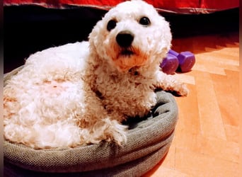 Teddy – liebevoller kleiner Bologneser sucht sein Für-Immer-Zuhause