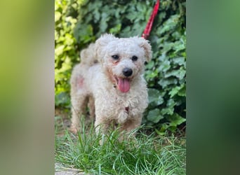 Teddy – liebevoller kleiner Bologneser sucht sein Für-Immer-Zuhause