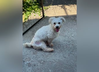 Teddy – liebevoller kleiner Bologneser sucht sein Für-Immer-Zuhause