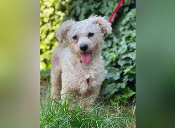 Teddy – liebevoller kleiner Bologneser sucht sein Für-Immer-Zuhause