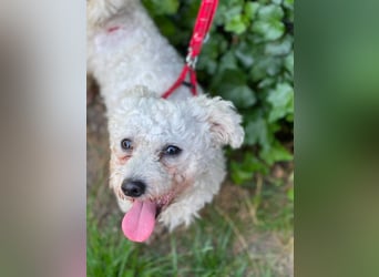 Teddy – liebevoller kleiner Bologneser sucht sein Für-Immer-Zuhause