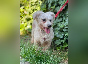 Teddy – liebevoller kleiner Bologneser sucht sein Für-Immer-Zuhause