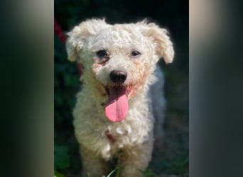 Teddy – liebevoller kleiner Bologneser sucht sein Für-Immer-Zuhause