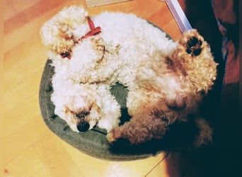 Teddy – liebevoller kleiner Bologneser sucht sein Für-Immer-Zuhause