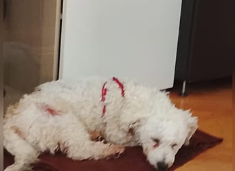 Teddy – liebevoller kleiner Bologneser sucht sein Für-Immer-Zuhause