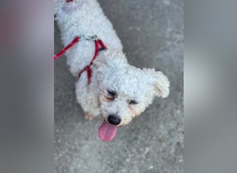 Teddy – liebevoller kleiner Bologneser sucht sein Für-Immer-Zuhause
