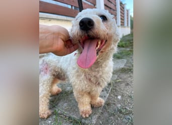 Teddy – liebevoller kleiner Bologneser sucht sein Für-Immer-Zuhause