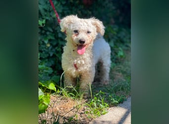 Teddy – liebevoller kleiner Bologneser sucht sein Für-Immer-Zuhause
