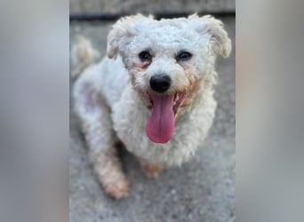 Teddy – liebevoller kleiner Bologneser sucht sein Für-Immer-Zuhause