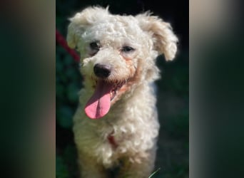 Teddy – liebevoller kleiner Bologneser sucht sein Für-Immer-Zuhause