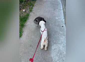 Teddy – liebevoller kleiner Bologneser sucht sein Für-Immer-Zuhause