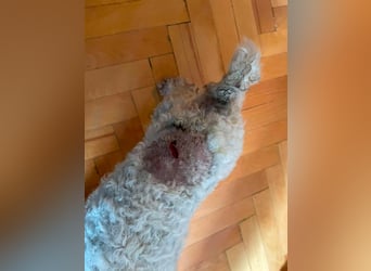 Teddy – liebevoller kleiner Bologneser sucht sein Für-Immer-Zuhause