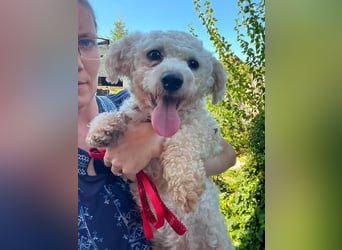 Teddy – liebevoller kleiner Bologneser sucht sein Für-Immer-Zuhause