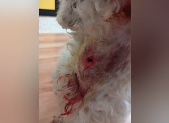 Teddy – liebevoller kleiner Bologneser sucht sein Für-Immer-Zuhause