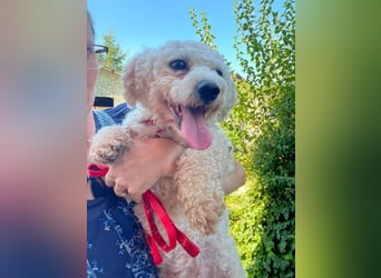 Teddy – liebevoller kleiner Bologneser sucht sein Für-Immer-Zuhause