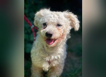 Teddy – liebevoller kleiner Bologneser sucht sein Für-Immer-Zuhause