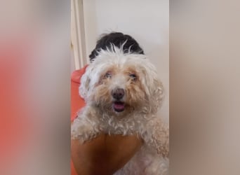 Lotti 2 PP – Kleine Bologneser-Omi sucht ruhiges Für-immer-Zuhause