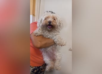 Lotti 2 PP – Kleine Bologneser-Omi sucht ruhiges Für-immer-Zuhause