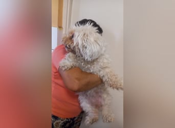 Lotti 2 PP – Kleine Bologneser-Omi sucht ruhiges Für-immer-Zuhause