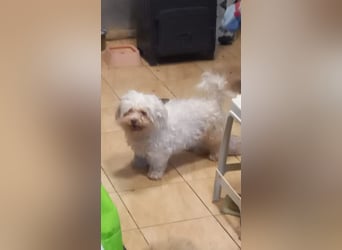 Lotti 2 PP – Kleine Bologneser-Omi sucht ruhiges Für-immer-Zuhause