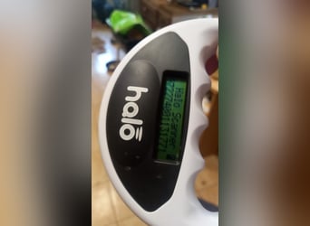 Lotti 2 PP – Kleine Bologneser-Omi sucht ruhiges Für-immer-Zuhause