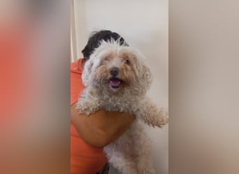 Lotti 2 PP – Kleine Bologneser-Omi sucht ruhiges Für-immer-Zuhause