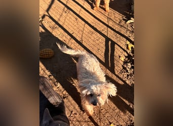 Max, lieber, kleiner Bologneser Rüde geb. 10/2018
