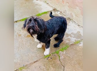 Unsere Familienhündin DAISY möchte endlich ihre eigene Familie haben!