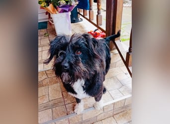 Unsere Familienhündin DAISY möchte endlich ihre eigene Familie haben!