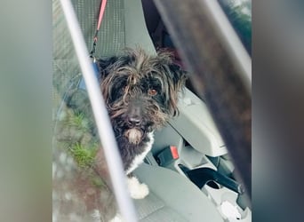 Unsere Familienhündin DAISY möchte endlich ihre eigene Familie haben!