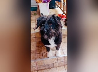 Unsere Familienhündin DAISY möchte endlich ihre eigene Familie haben!