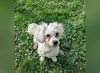 Rasse: Bolonka oder Pudel - Mischling Moniča