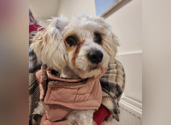 Rasse: Bolonka oder Pudel - Mischling Moniča