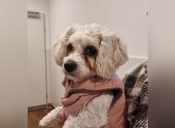 Rasse: Bolonka oder Pudel - Mischling Moniča