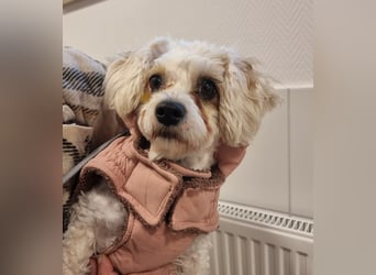 Rasse: Bolonka oder Pudel - Mischling Moniča