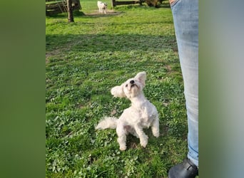 Rasse: Bolonka oder Pudel - Mischling Moniča